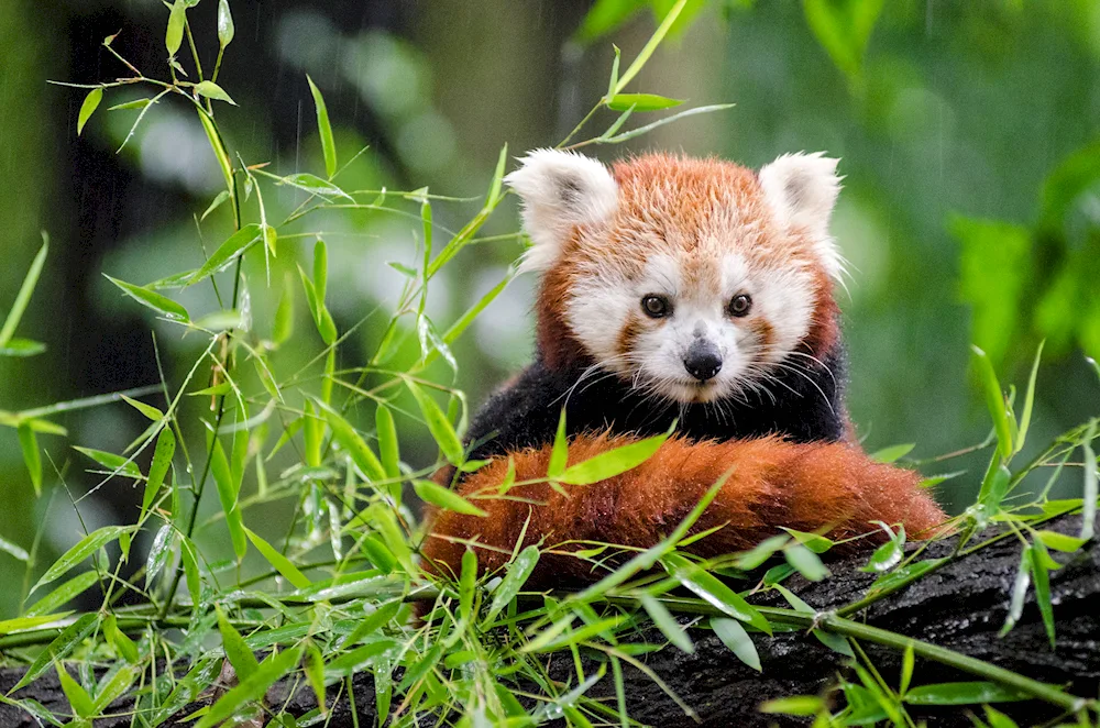 Red Raccoon Panda