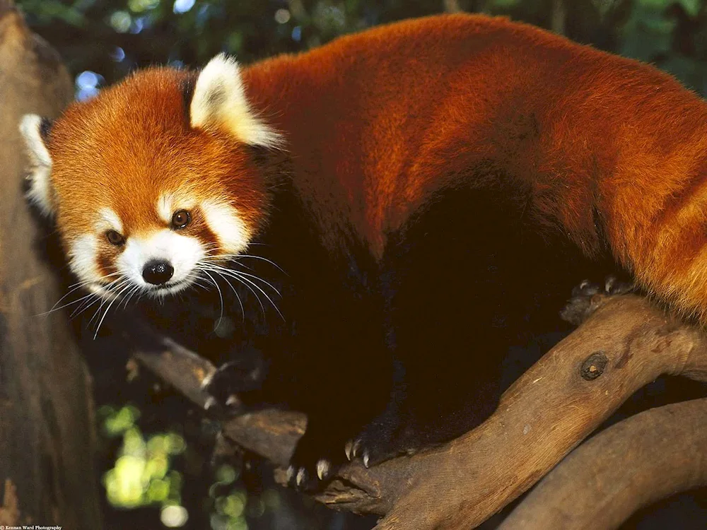 Red Panda