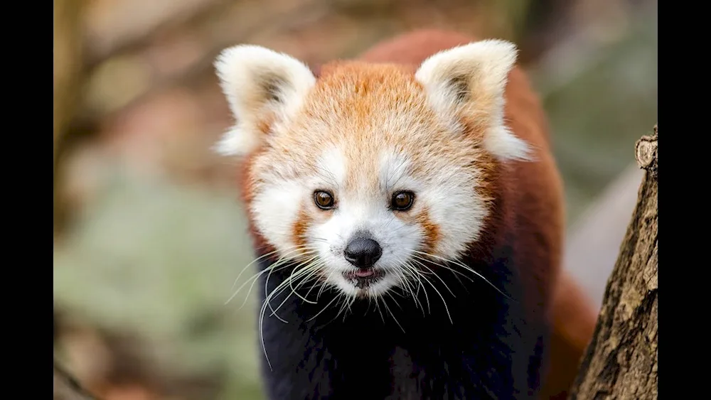 Red Panda