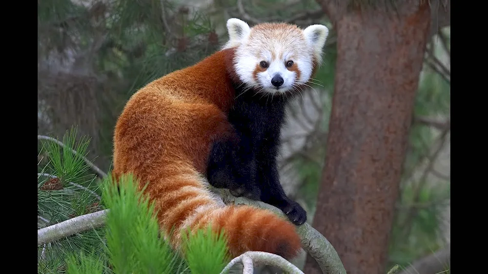 Red Raccoon Panda