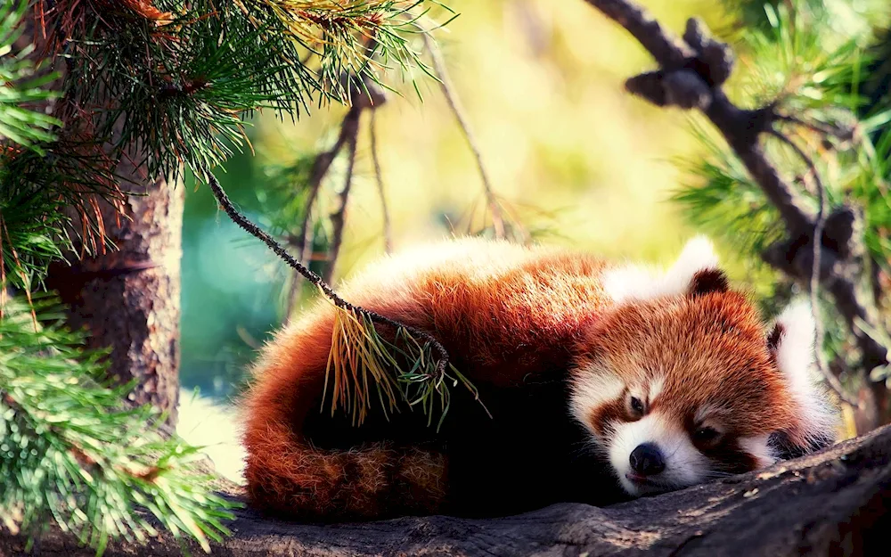 Red Panda photo