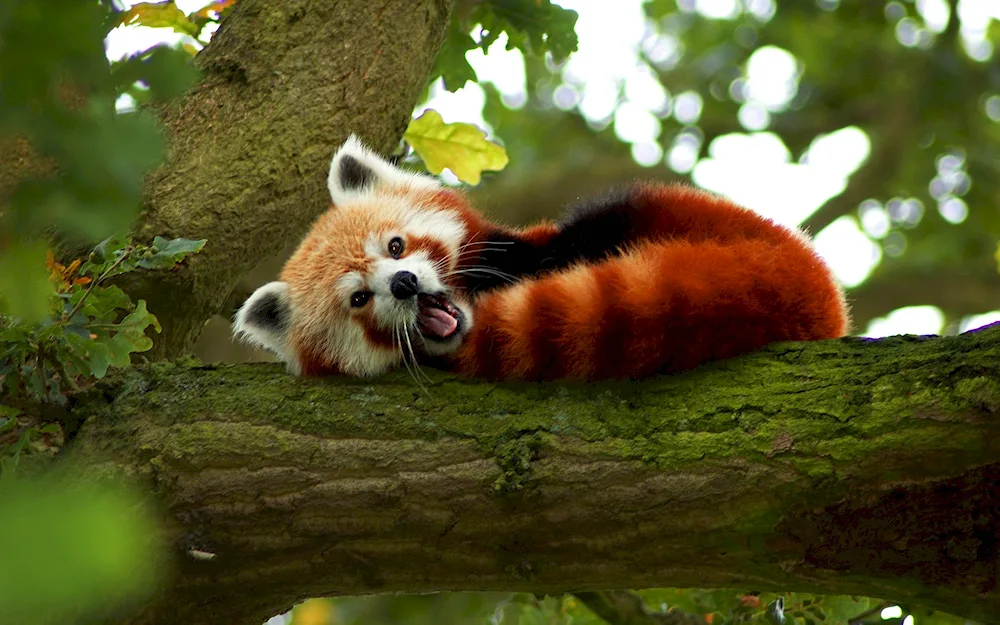 Red Panda small Panda