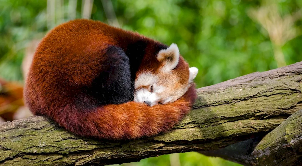 Big Panda or Bamboo Bear