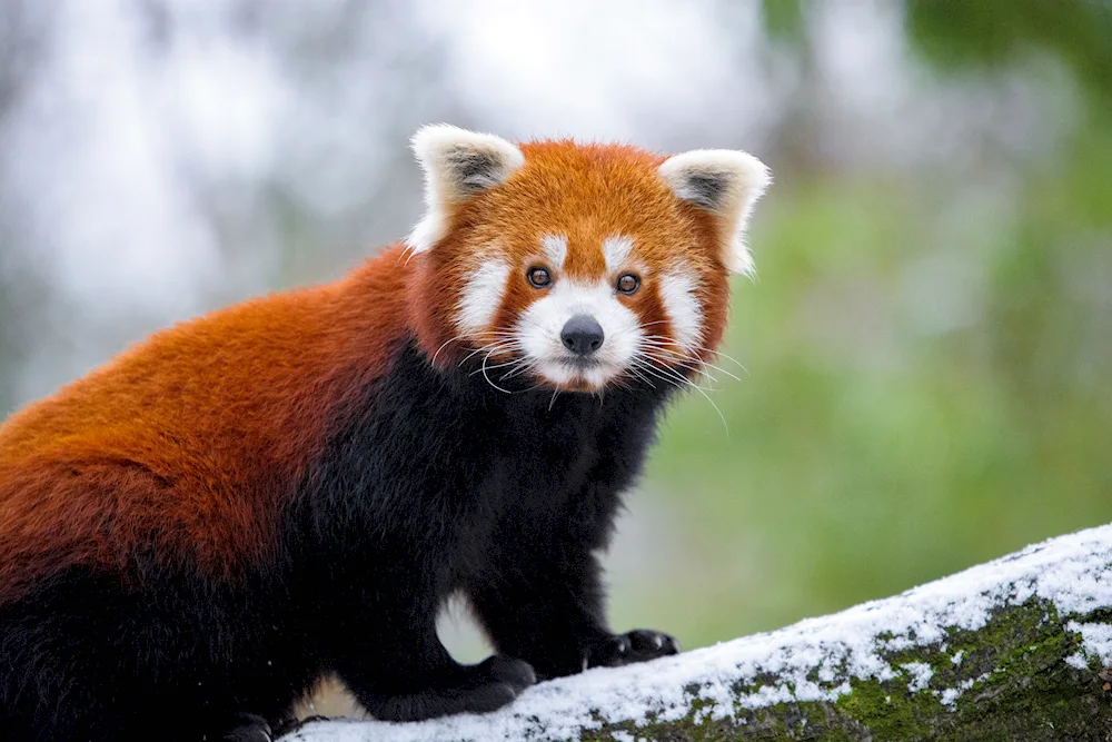 Red Panda