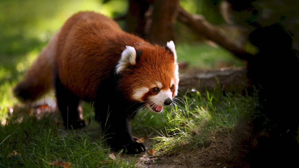 Red Raccoon Panda