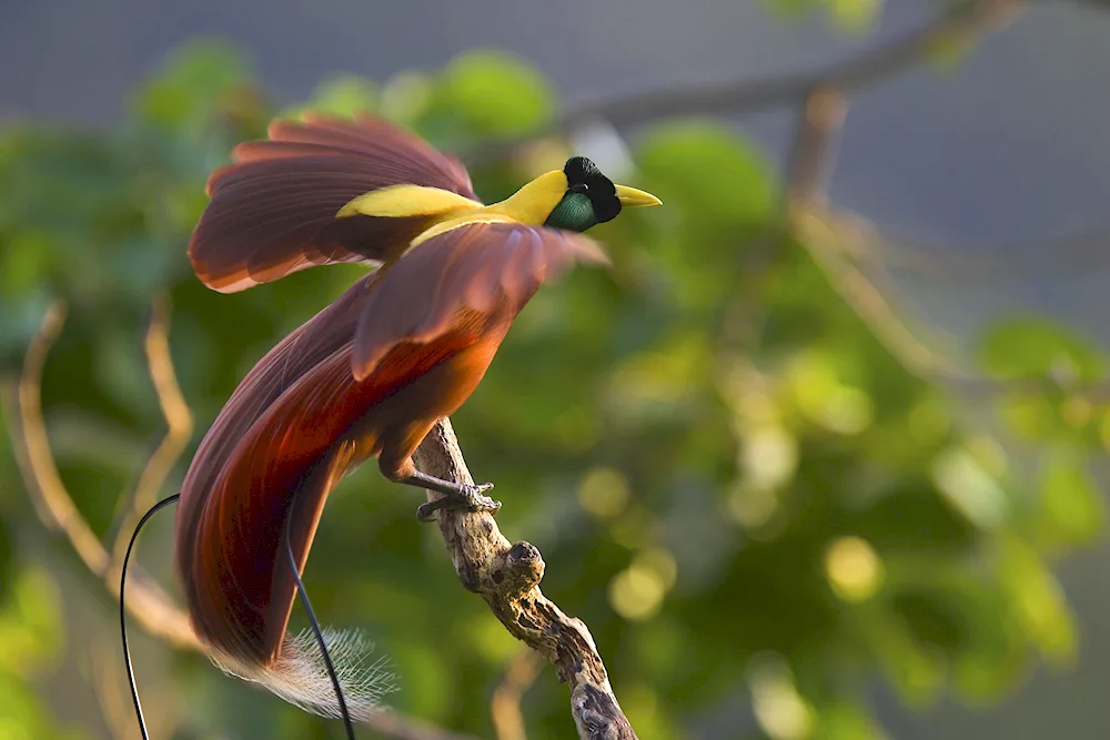 Red Bird of Paradise paradisaea rubra