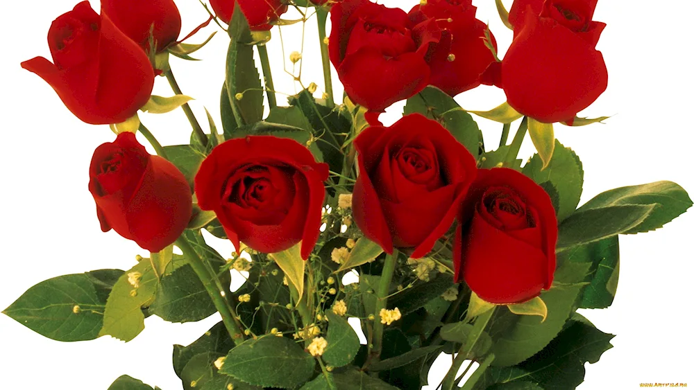 Red roses in a vase