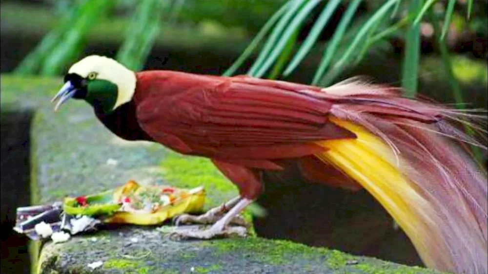 Red Pintail Bird of Paradise