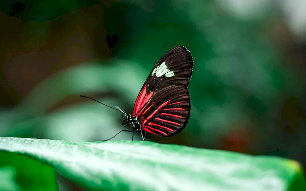 Red black butterfly