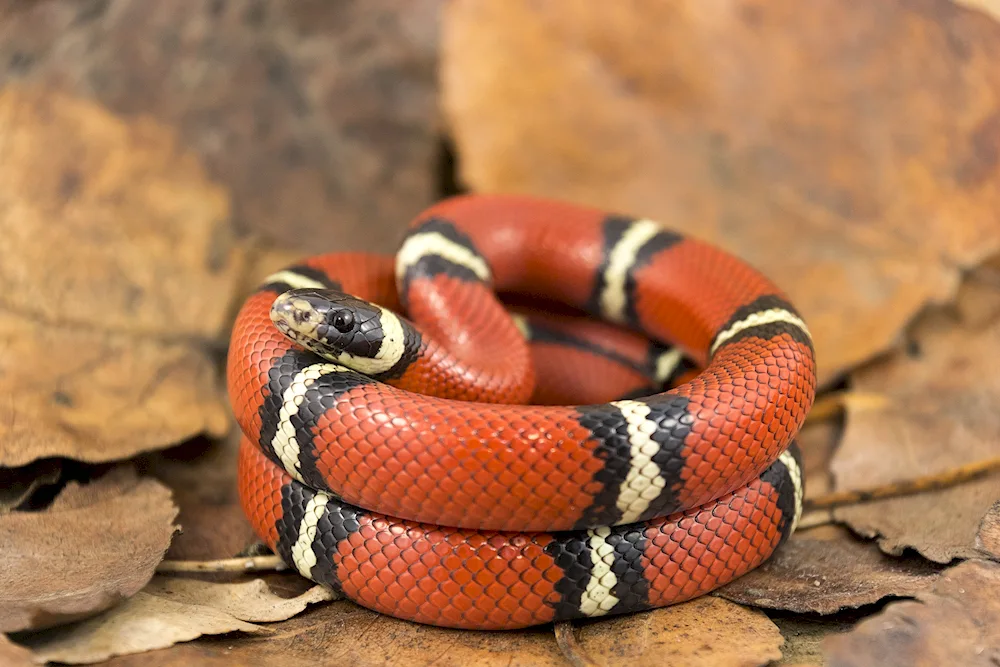 Red-tailed Viper