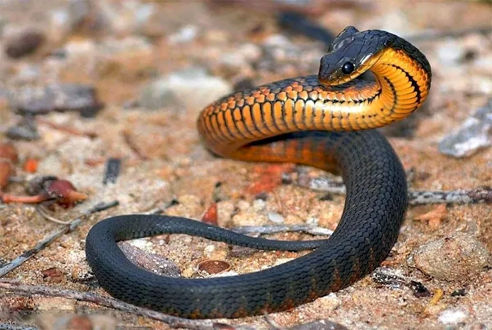 Bush viper ATERIS