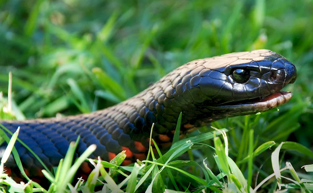 King Cobra albino