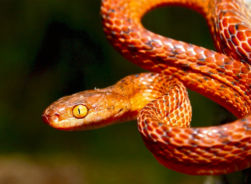 Red-bellied snake