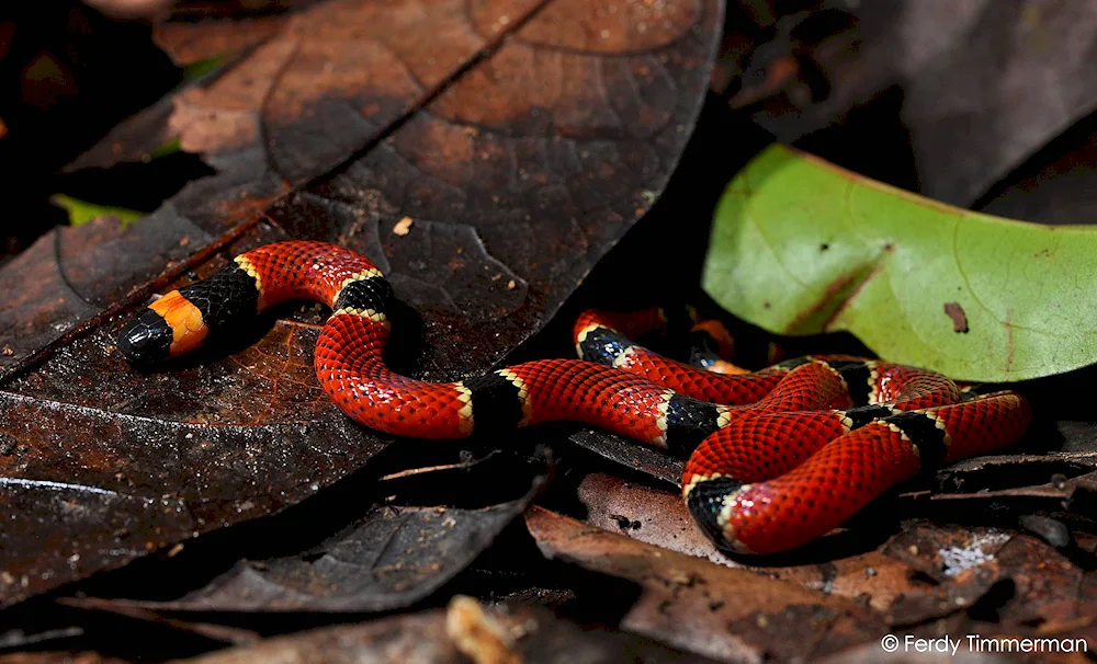 Red-bellied Snake