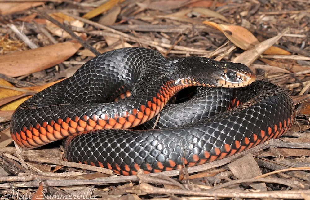 Crawling viper snake