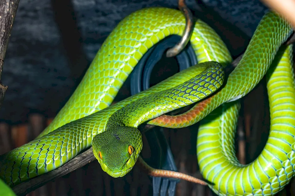 Australian tiger snake