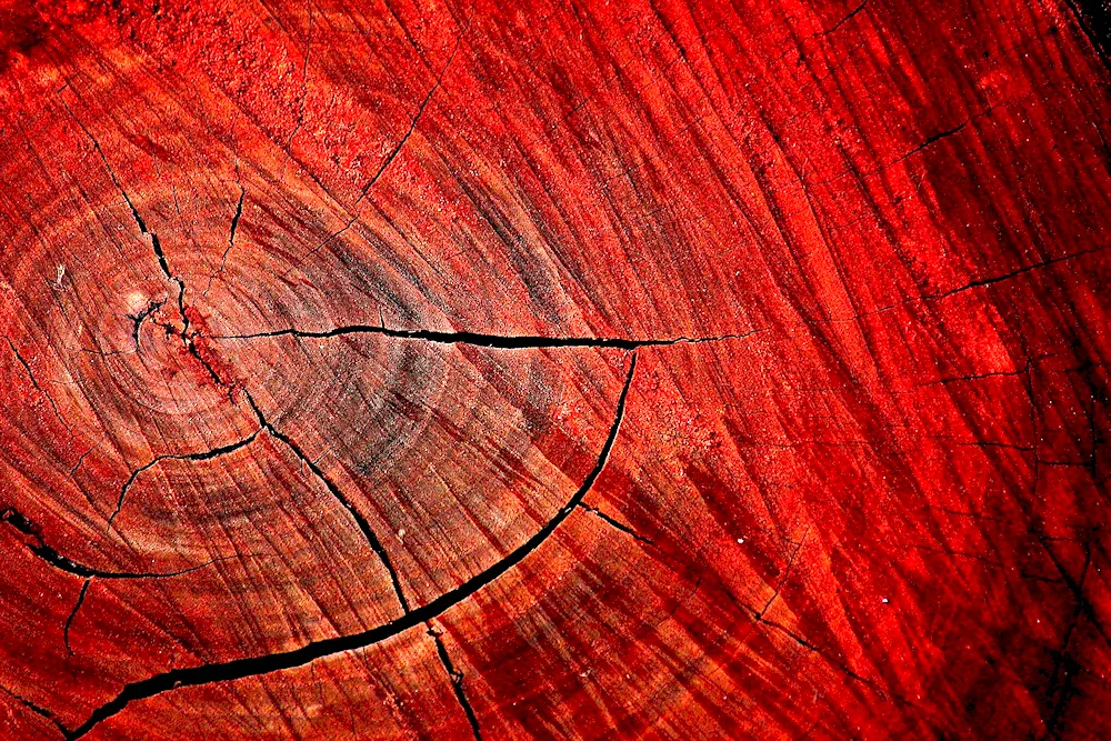 Red mahogany