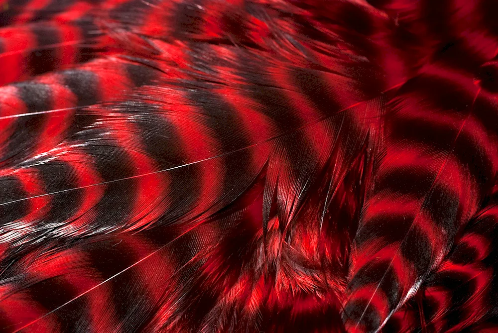 Perox feathers