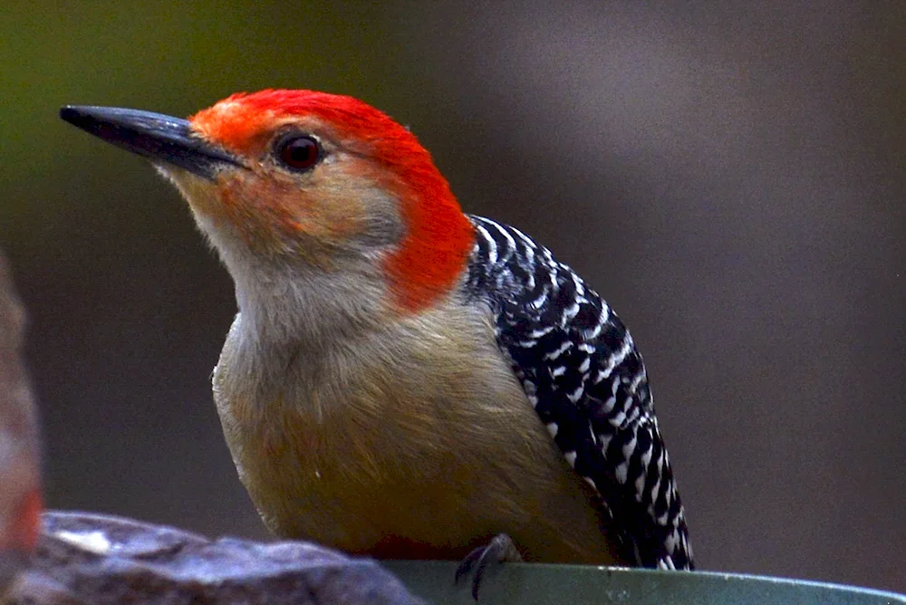 Red-headed White-bellied Cardinal