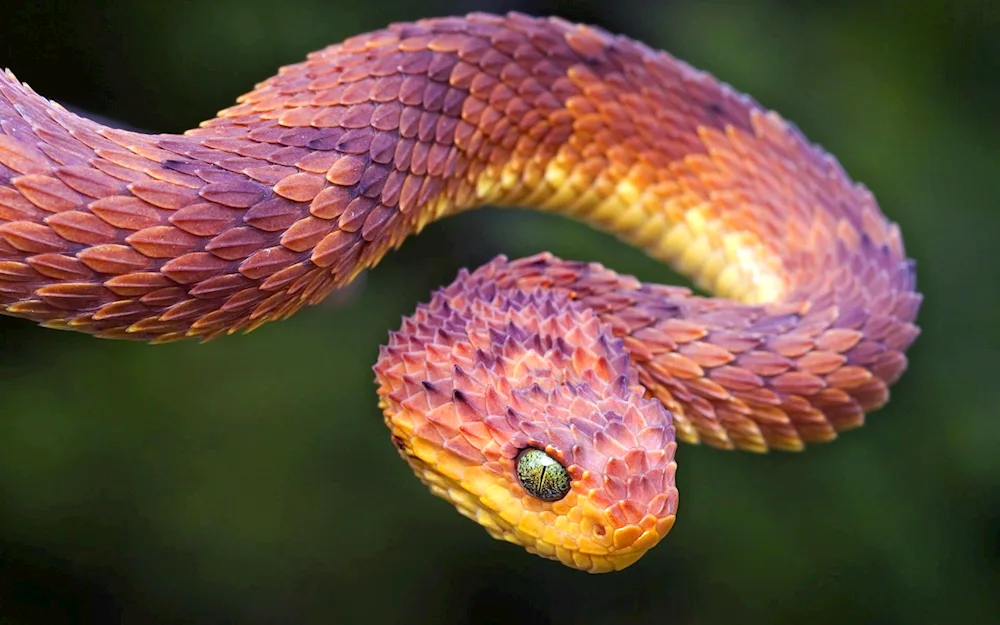 Red-bellied Krait Snake