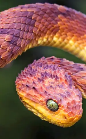 Red-headed Krait snake