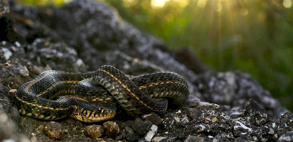 Red-bellied krait snake