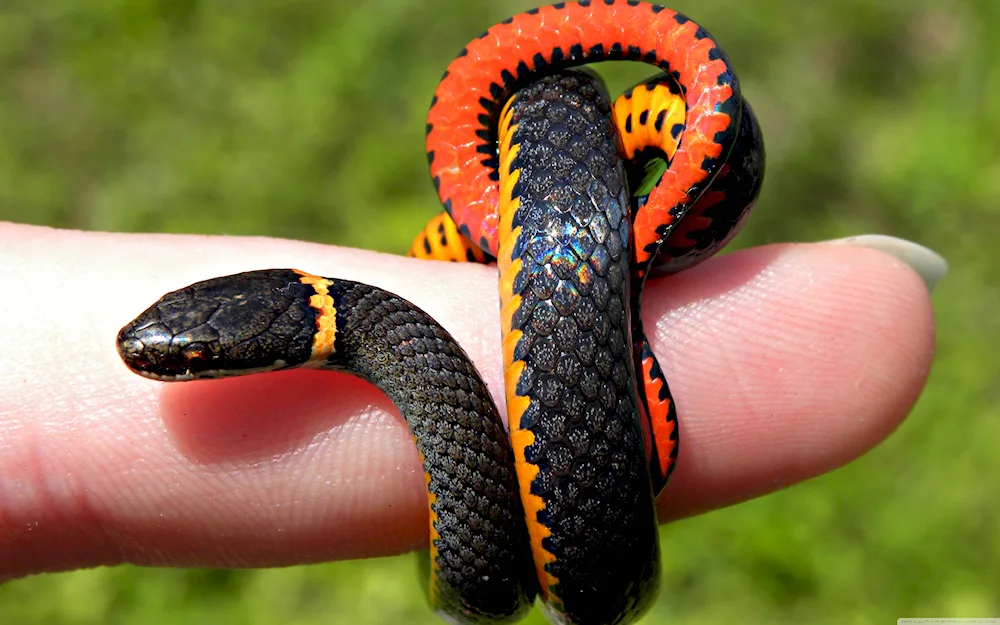 Red-bellied krait snake