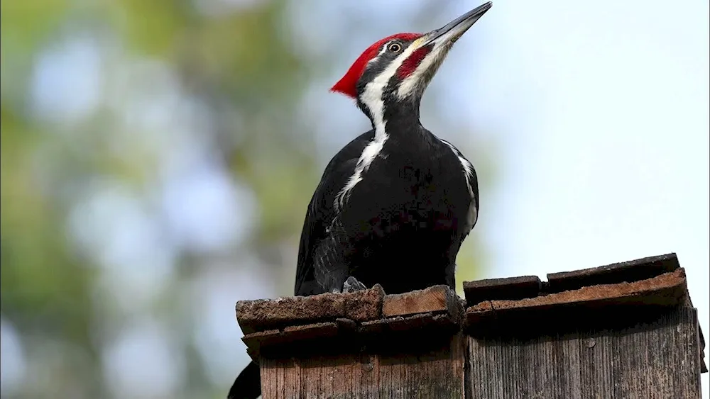 Red-headed Melanerpes