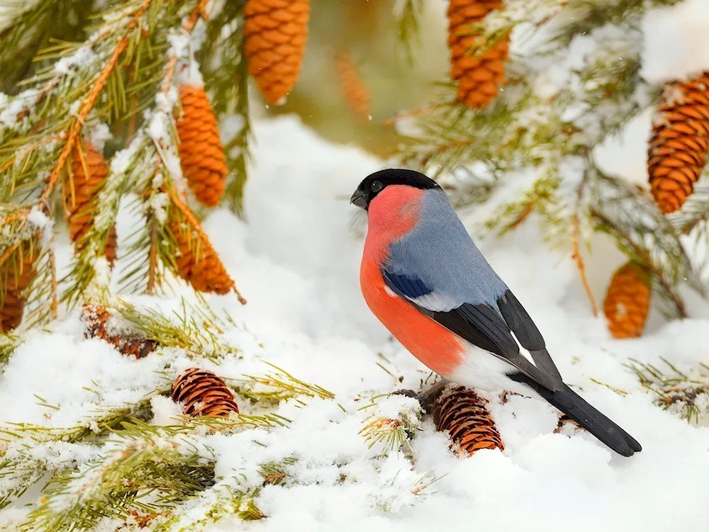 Winter Goldfinch