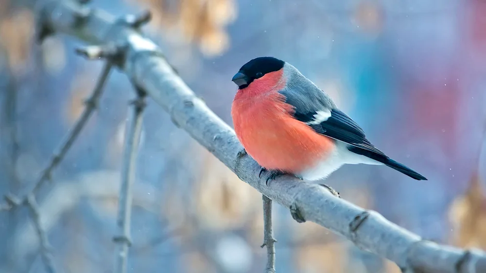 Winter Goldfinch