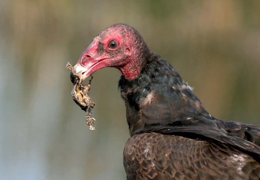 Buzzard Vulture