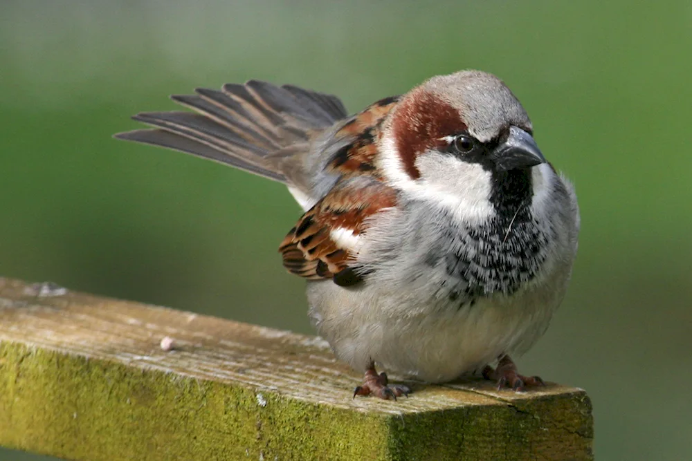 Red-headed Sparrow