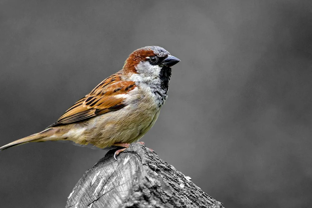 Red-headed Sparrow