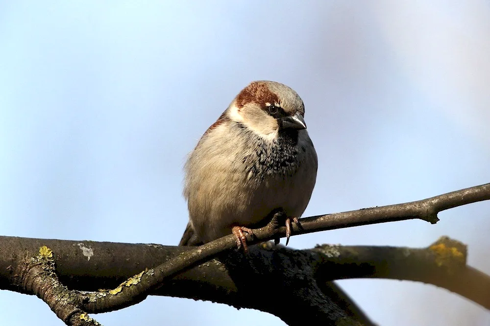 Flat Sparrow