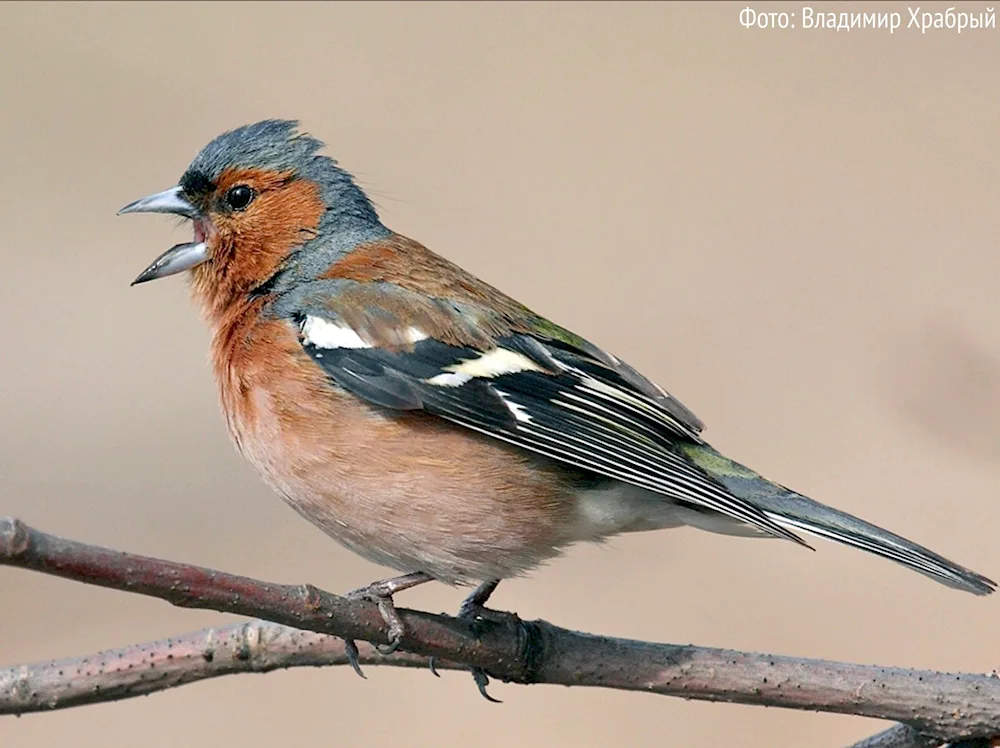 Finch