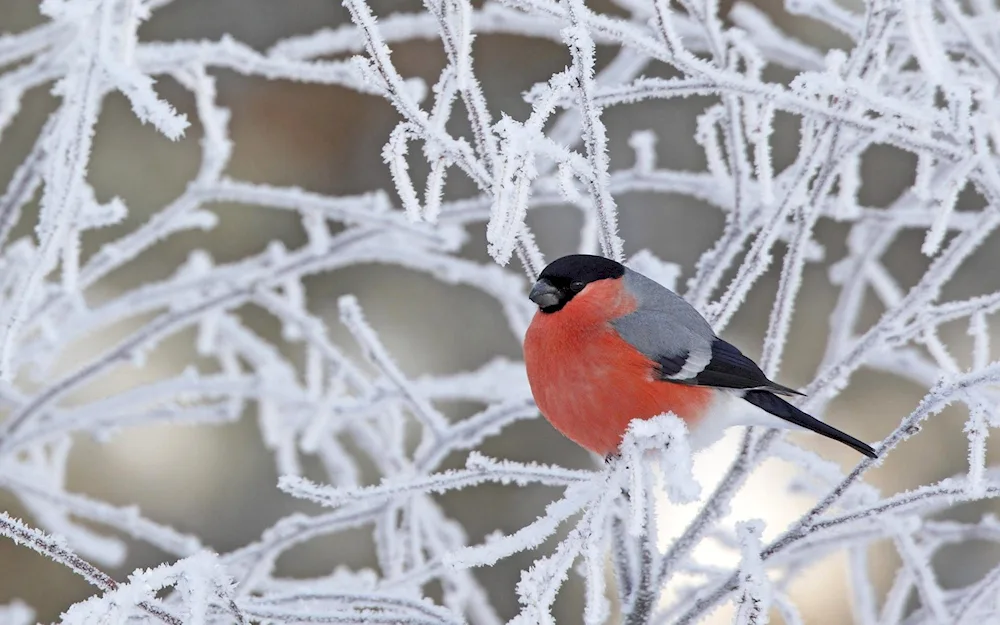 Winter Goldfinch