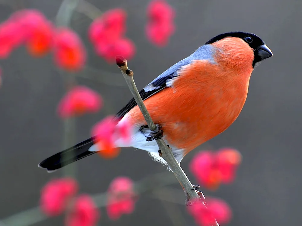 Yellow-breasted Bullfinch