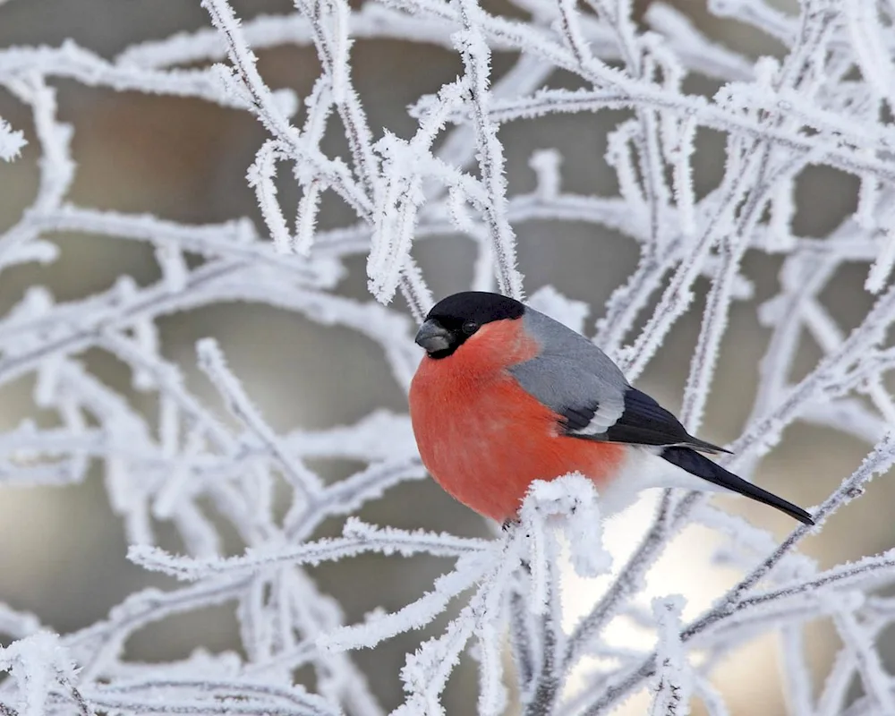 Red-breasted Bullfinch