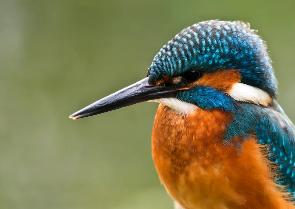 Wildcock wader bird