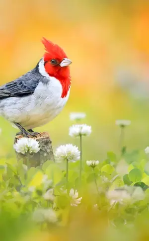 Red-crested Cardinal Buntings