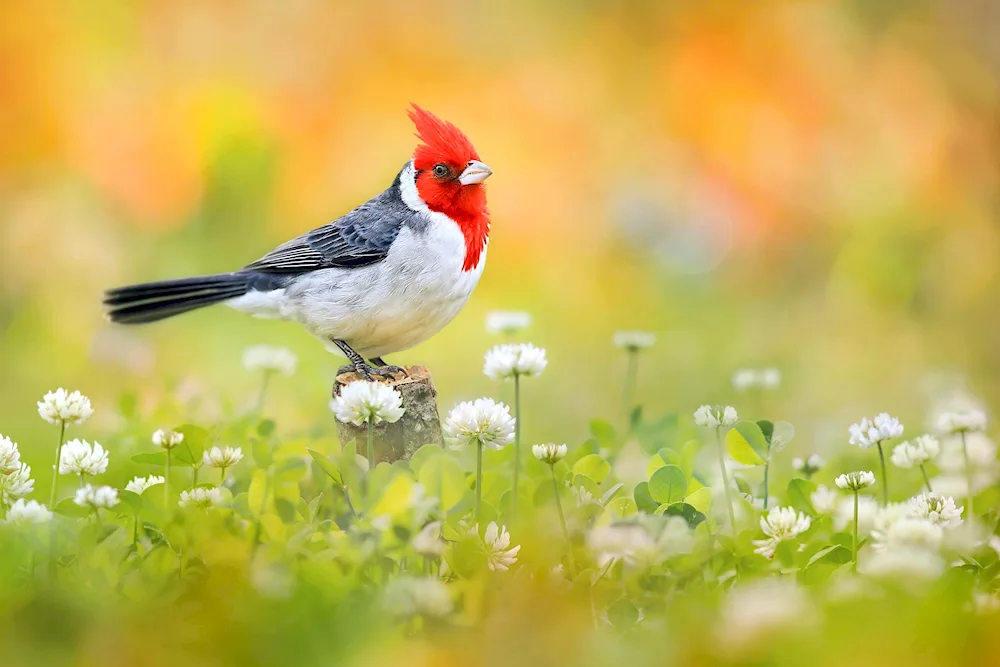 Red-crested Cardinal Buntings