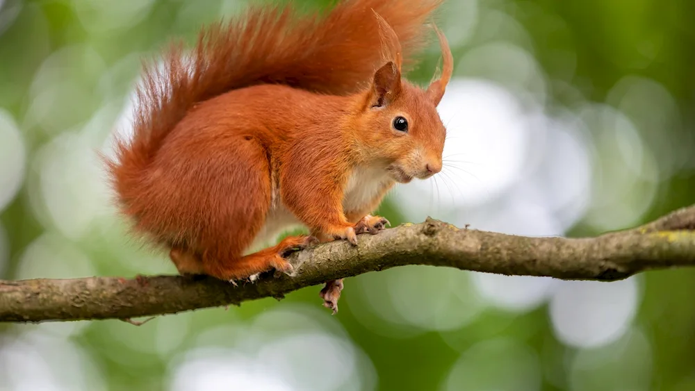 Red-tailed squirrel