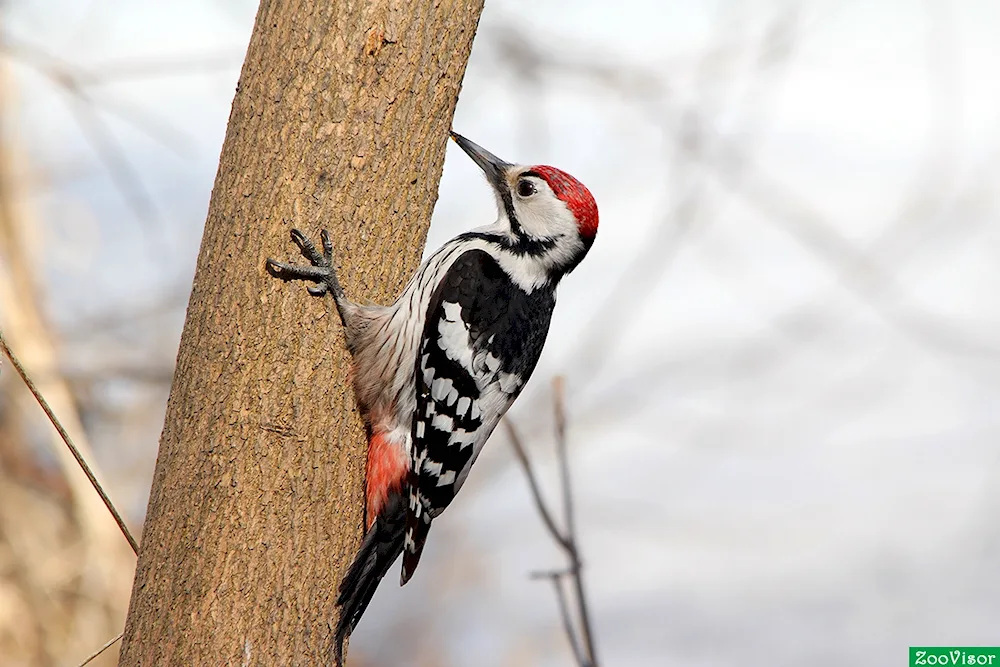 Red-tailed Woodpecker