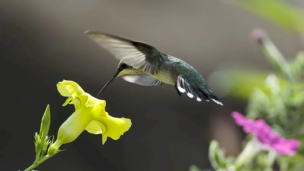 Colibri in Bali