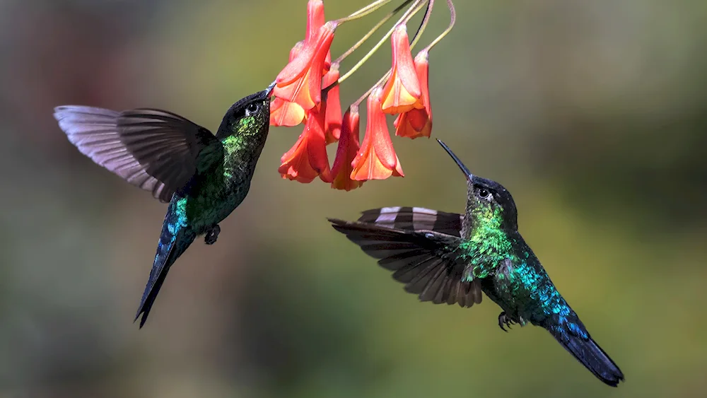 Shire-winged Hummingbird