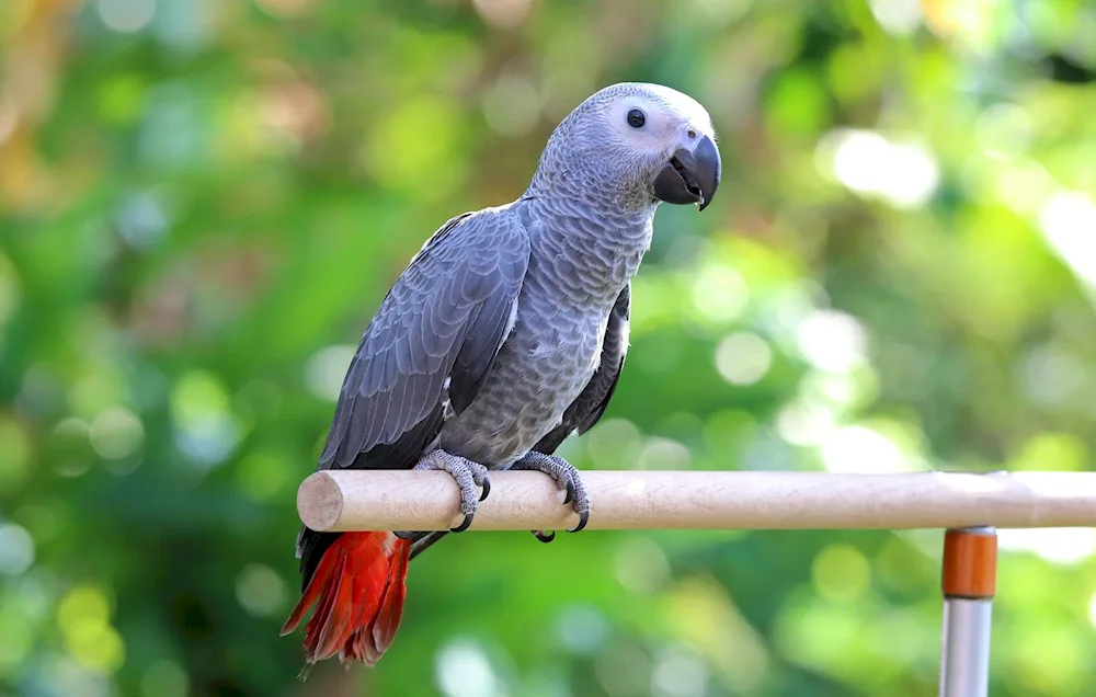 Wavy parrot birds