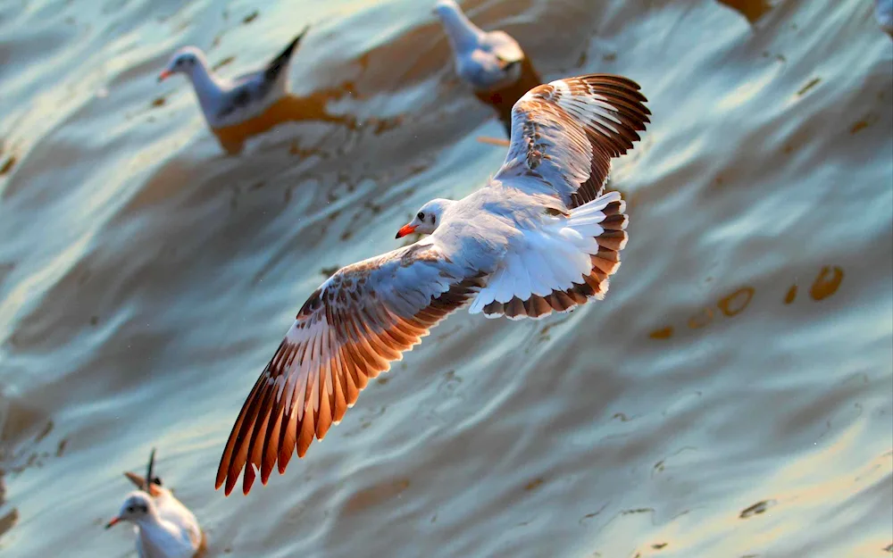 Red-billed Gull