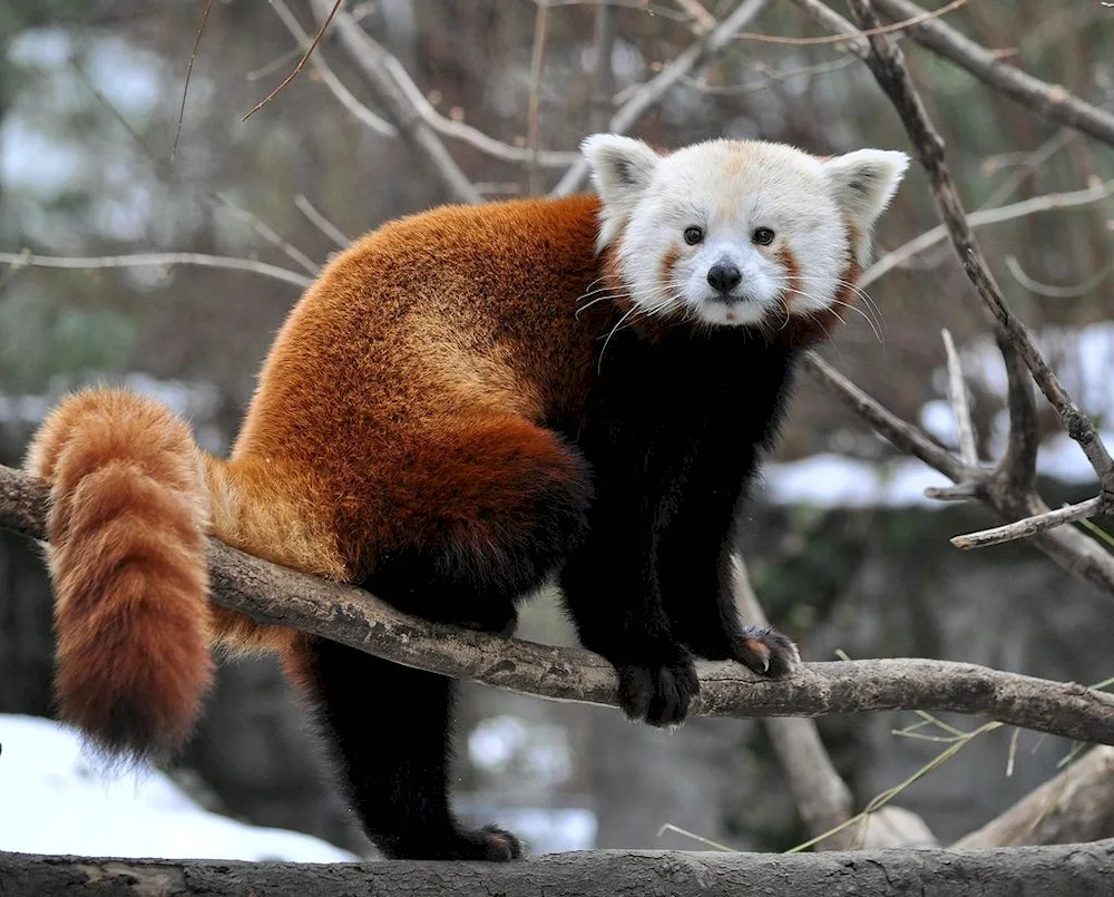 Red Panda