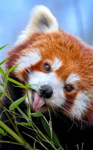 Red Data Book Animals of Russia Red Panda