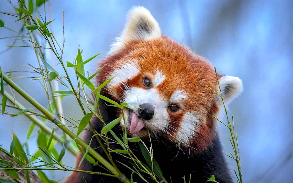 Red Data Book Animals of Russia Red Panda